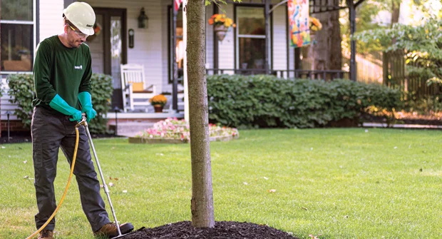 Top Tree Services Tips For A Healthy Landscape